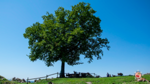 Area pic-nic al Castello di Pinzano al Tagliamento