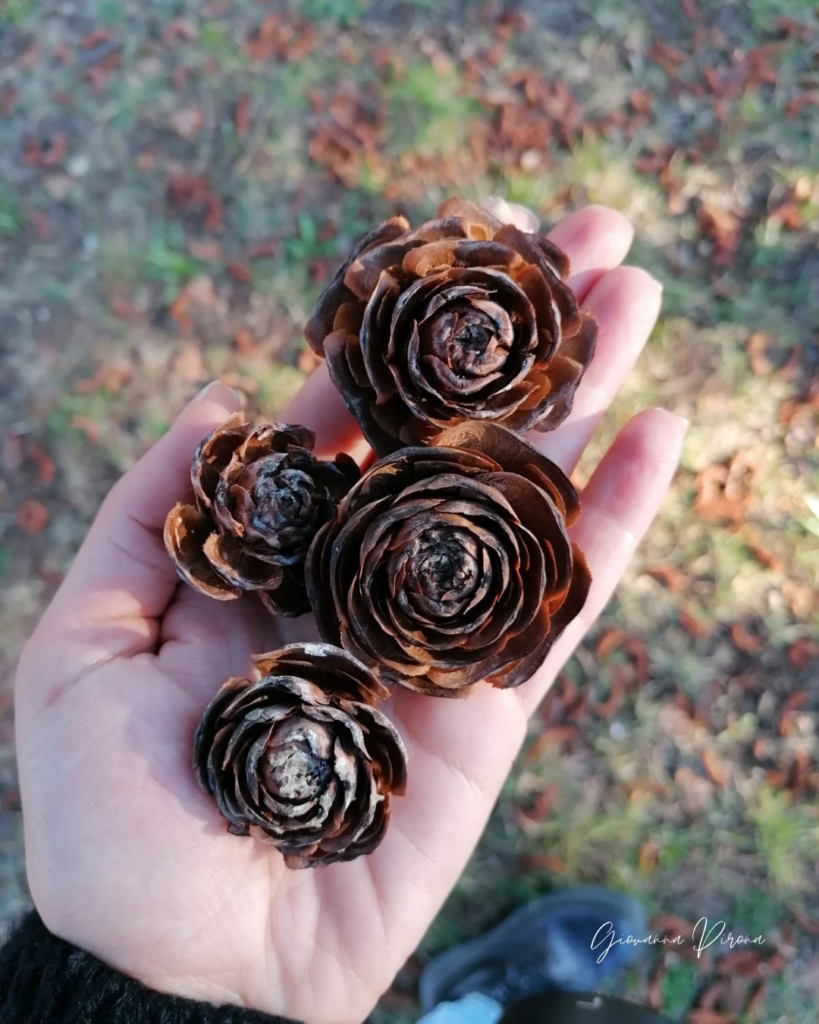 Rose di legno ai Laghi di Revine