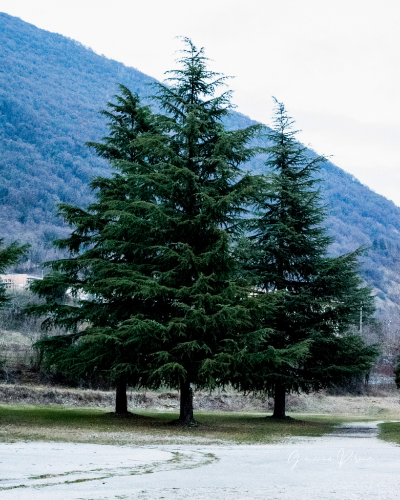 Cedri del Libano ai Laghi di Revine