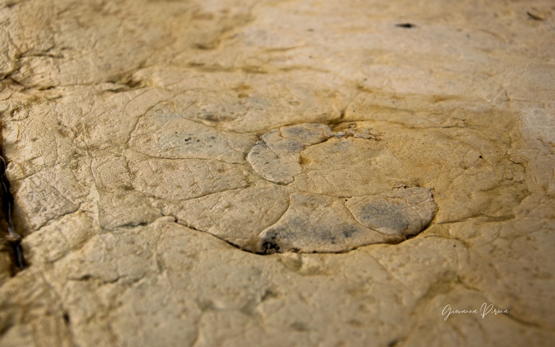 Fossile trovato al Tempio di Canova a Possagno