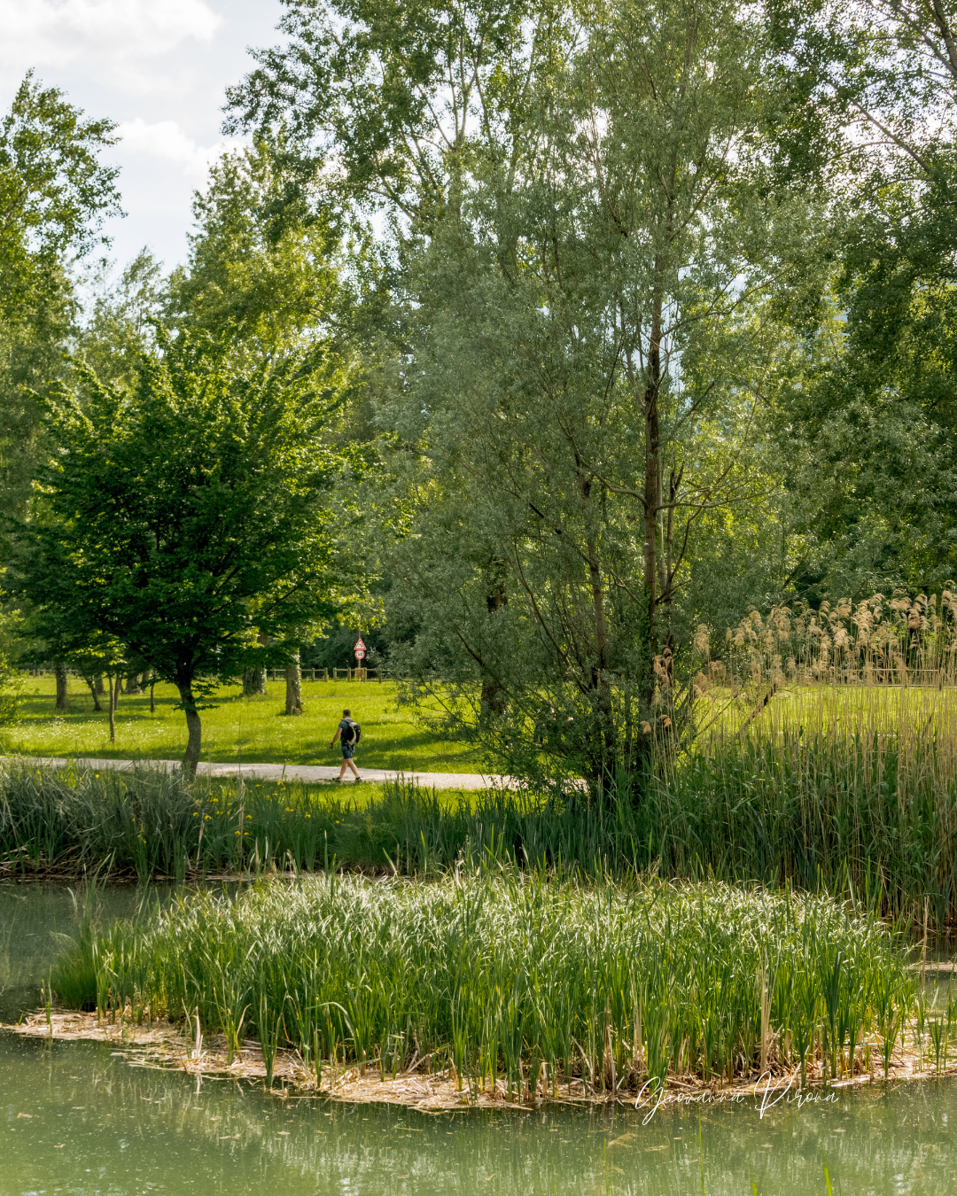 Stagno al Lago di Cavazzo