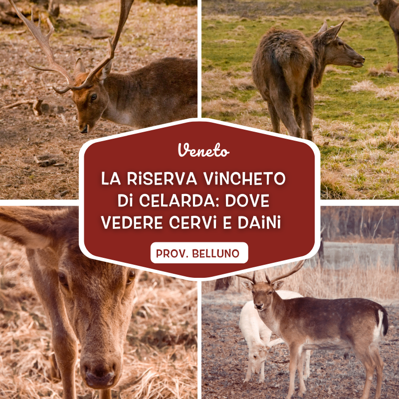 Riserva Naturale Vincheto di Celarda - Belluno